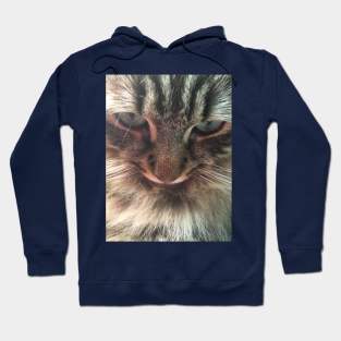 Iggie, The Adorable, Rescued Main Coon Kitten Hoodie